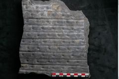 Foto (Detailansicht) von Sigillaria reniformis Brongniart (NHMW-GEO-2024-0188-11083)